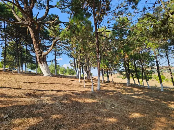 Terreno en venta en San Pedro Tlachichilco, Acaxochitlán — foto 2 de 15