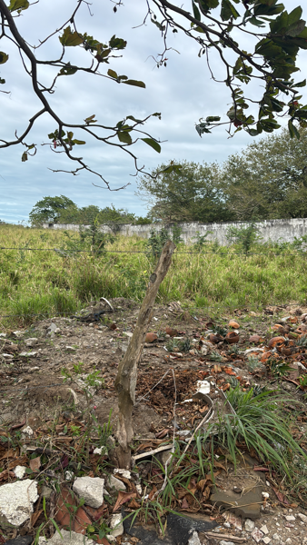 Terreno en venta en Mata de Pita, Veracruz — foto 3 de 4