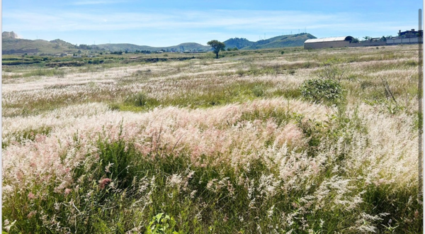 Terreno en venta en Chipilo de Francisco Javier Mina, San Gregorio Atzompa — foto 3 de 14