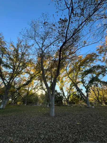 Terreno en venta en Hacienda del Rosario, Parras — foto 3 de 4