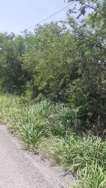 Terreno en Venta en Buenos Aires, Montemorelos, Nuevo León 1