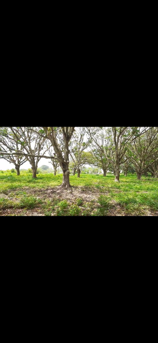 Terreno en venta en El Tejar, Medellín de Bravo — foto 1 de 5