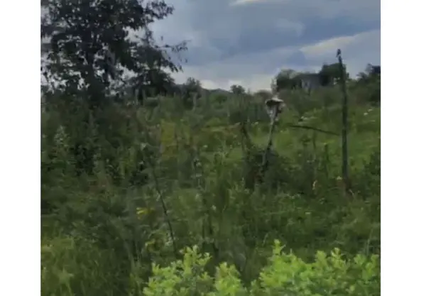 Terreno en venta en El Manzanillal (Colonia Enrique Ramírez), Pátzcuaro — foto 2 de 3