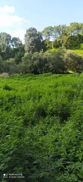 Terreno en venta en Jesus del Monte, Morelia — foto 3 de 5