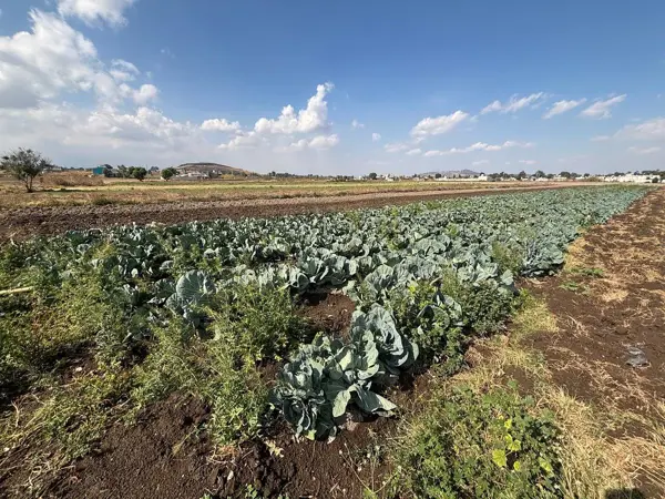 Terreno en venta en San Gregorio Atzompa, San Gregorio Atzompa — foto 3 de 9