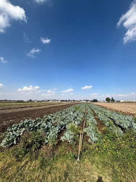 Terreno en venta en San Gregorio Atzompa, San Gregorio Atzompa — foto 2 de 9
