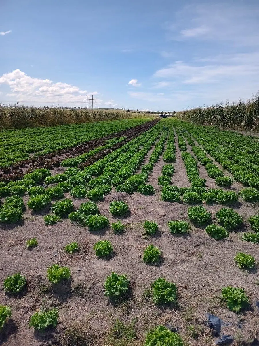 Terreno en venta en San Gregorio Atzompa, San Gregorio Atzompa — foto 1 de 9