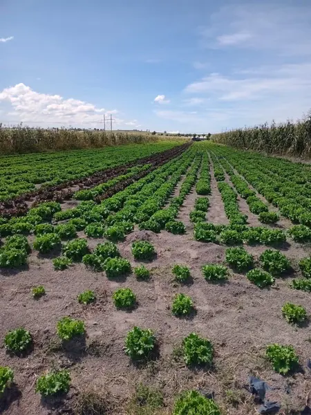 Terreno en venta  santa Isabel Cholula Puebla  chipilo 3500 metros habiacional