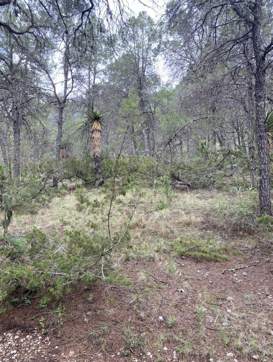 Terreno en venta en Huachichil (El Huache), Arteaga — foto 1 de 4