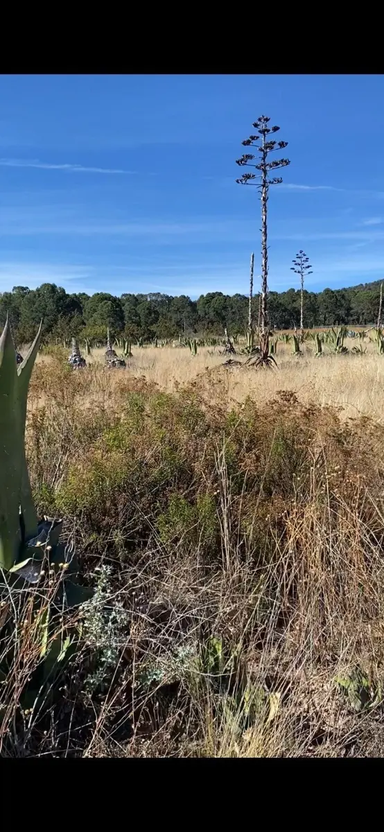 Terreno en venta en Huachichil (El Huache), Arteaga — foto 1 de 5