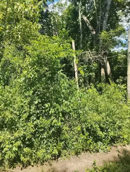 Terreno en venta en Chunyaxché, Felipe Carrillo Puerto — foto 3 de 5