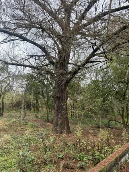 Terreno en venta en Palmitos (Hacienda Palmitos), Cadereyta Jiménez — foto 2 de 16