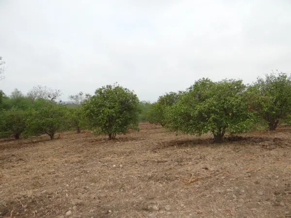 Terreno en venta en Los Sabinos, Allende — foto 2 de 11