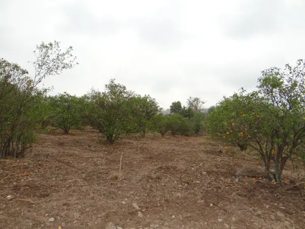 Terreno en venta en Los Sabinos, Allende — foto 3 de 11