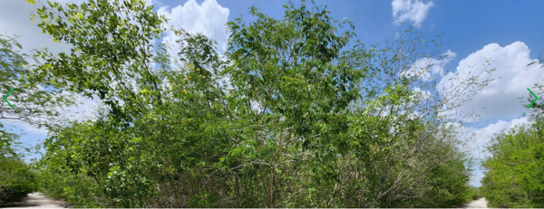 Terreno en venta en Kikteil, Mérida — foto 2 de 7