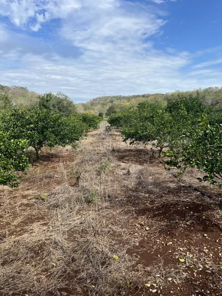 Terreno en venta en Dzitnup, Hecelchakán — foto 3 de 17