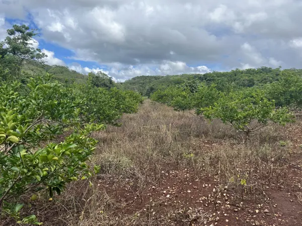 Terreno en venta en Dzitnup, Hecelchakán — foto 2 de 17