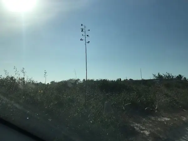 Terreno en venta en Chicxulub Puerto, Progreso — foto 3 de 9