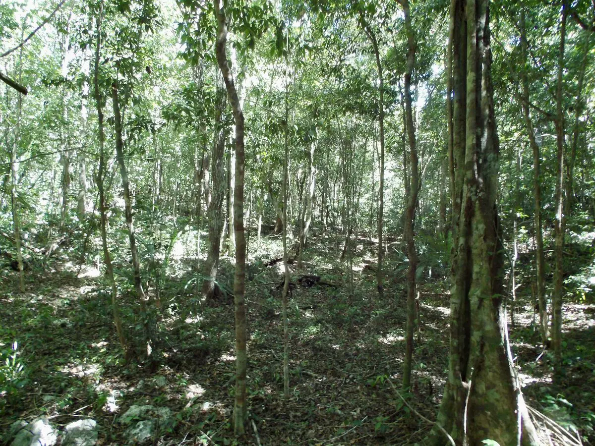 Terreno en venta en Jose Maria Pino Suarez, Felipe Carrillo Puerto — foto 1 de 12