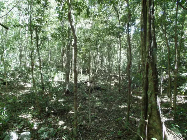 Terreno en Venta en Tulum – Zona Muyil Terreno en Venta en Tulum – Zona Muyil