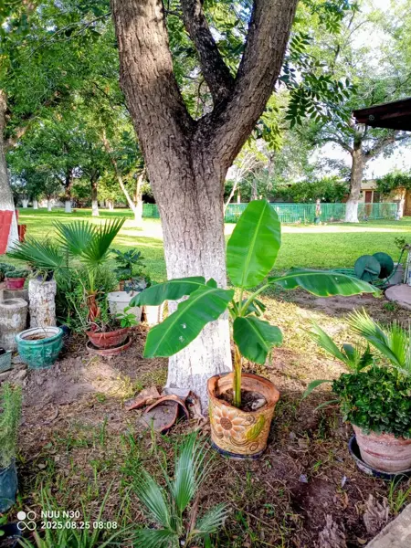 Quinta en venta en 21 de Marzo, Gómez Palacio — foto 2 de 5