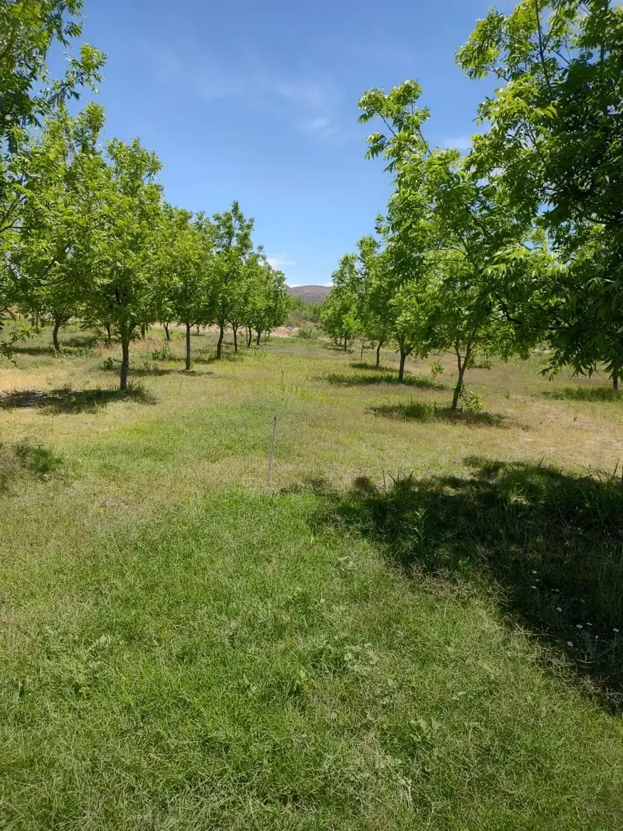 Vista principal de Terreno en Venta en San Francisco de Conchos Centro, San Francisco de Conchos, Chihuahua