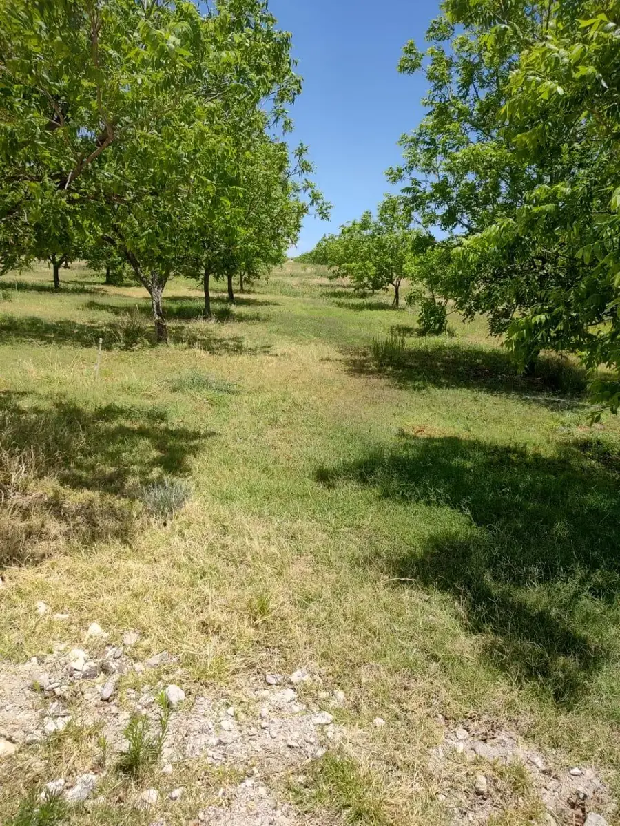 Vista 5 de Terreno en Venta en San Francisco de Conchos Centro, San Francisco de Conchos, Chihuahua
