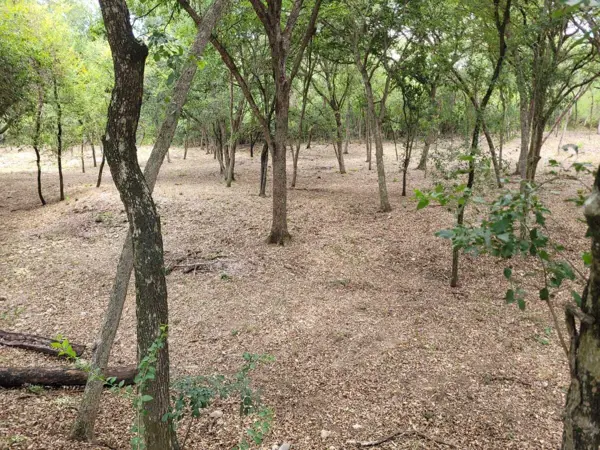 Terreno en venta en Los Lirios (Hacienda los Lirios), Montemorelos — foto 2 de 12