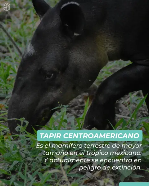 Terreno en venta en Kinchil, Kinchil — foto 2 de 2