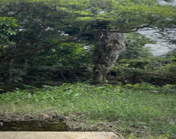 Terreno en venta en El Copalar, San Fernando — foto 2 de 3