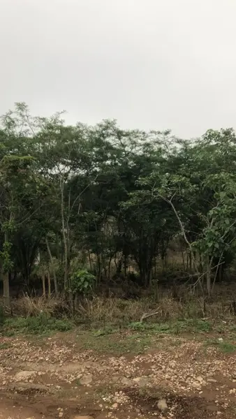 Terreno en venta en Villa Emiliano Zapata (El Carrizal), Emiliano Zapata — foto 2 de 6