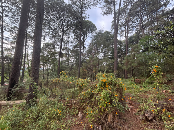 Terreno en renta en Avandaro, Valle de Bravo — foto 2 de 6