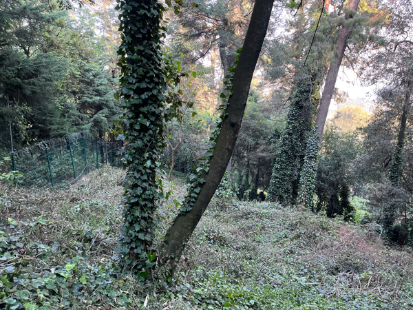 Terreno en venta en Santa Rosa Xochiac, Cuajimalpa de Morelos — foto 2 de 6