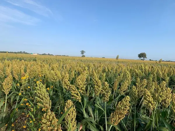 Finca-Rancho en venta en Ejido Lo de Juárez, Irapuato — foto 2 de 5