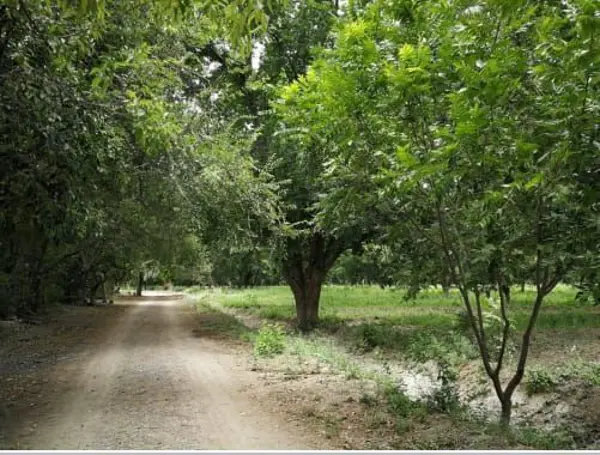 Nogalera en Venta en San Buenaventura, Coahuila.