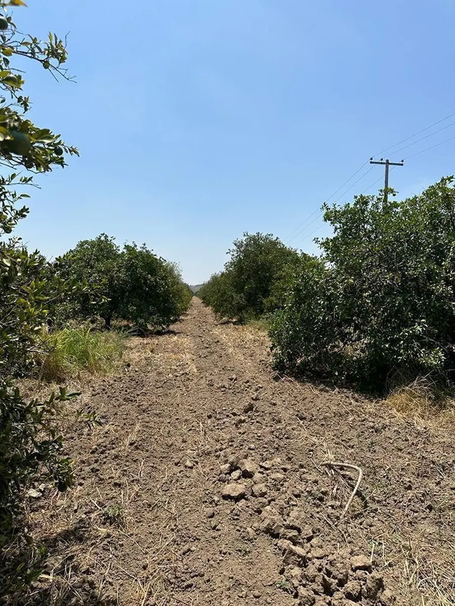 Terreno en venta en Linares Centro, Linares — foto 1 de 9