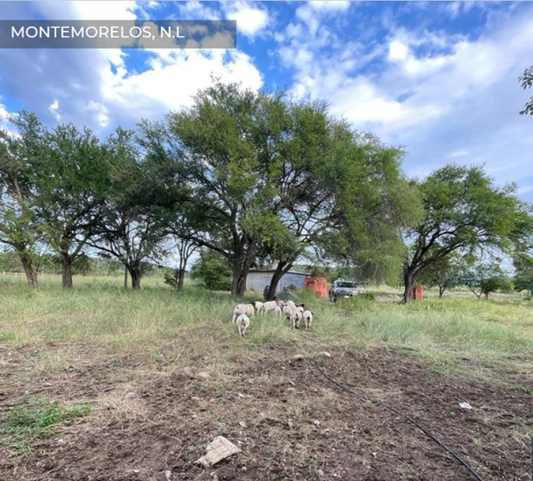 Terreno en venta en Montemorelos Centro, Montemorelos — foto 2 de 2
