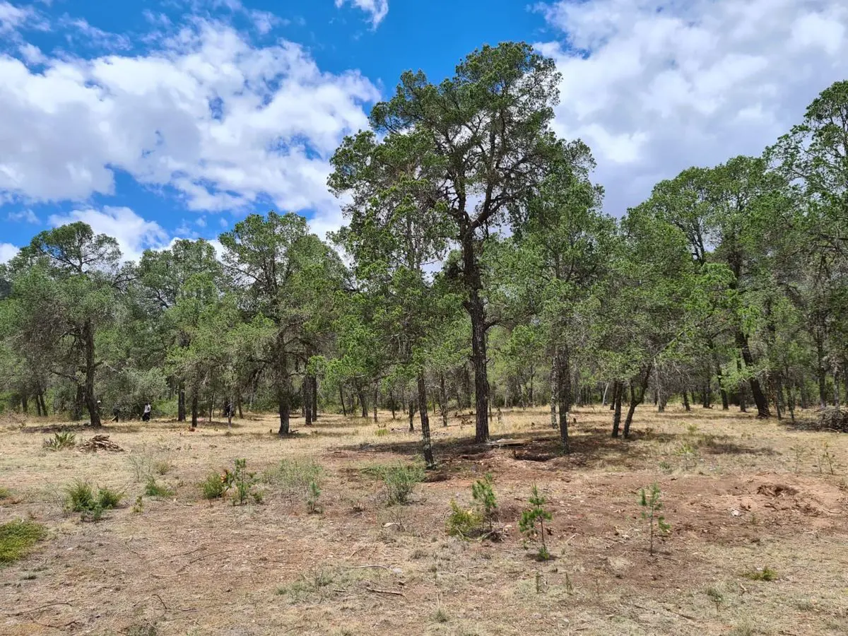 Terreno en venta en Huachichil (El Huache), Arteaga — foto 1 de 6