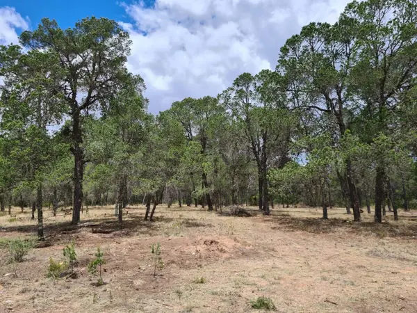 Terreno en venta en Huachichil (El Huache), Arteaga — foto 2 de 6