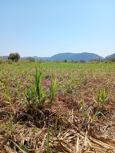 Terreno en venta en San Nicolás, Malinalco — foto 3 de 3