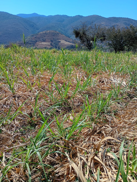 Terreno en venta en San Nicolás, Malinalco — foto 2 de 3