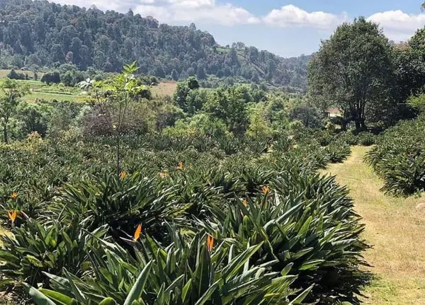 Terreno en venta en Santa Magdalena Tilostoc, Valle de Bravo — foto 3 de 5