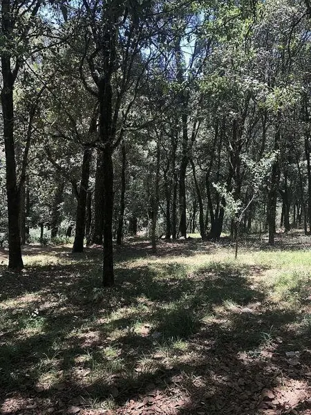 Terreno en venta en San Miguel Tecpan, Jilotzingo — foto 3 de 4