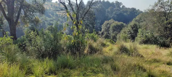 Terreno en venta en Solalpan 1ra. Sección, Temoaya — foto 3 de 9