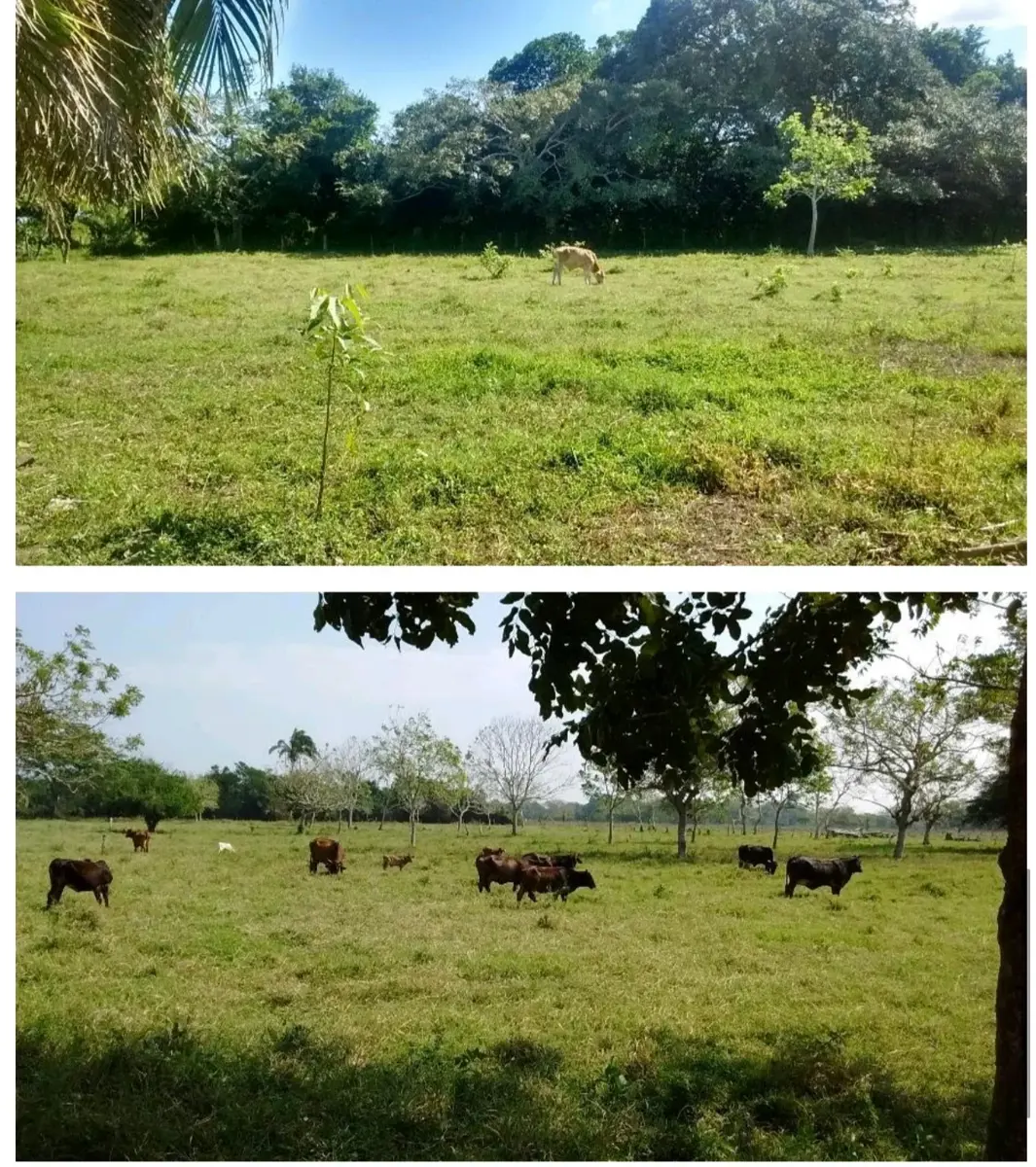 Finca-Rancho en venta en Rincón del Copite, Medellín de Bravo — foto 1 de 6