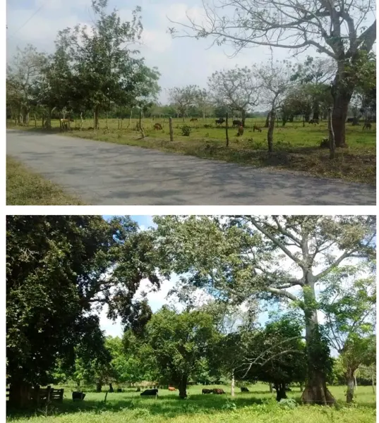 Finca-Rancho en venta en Rincón del Copite, Medellín de Bravo — foto 3 de 6