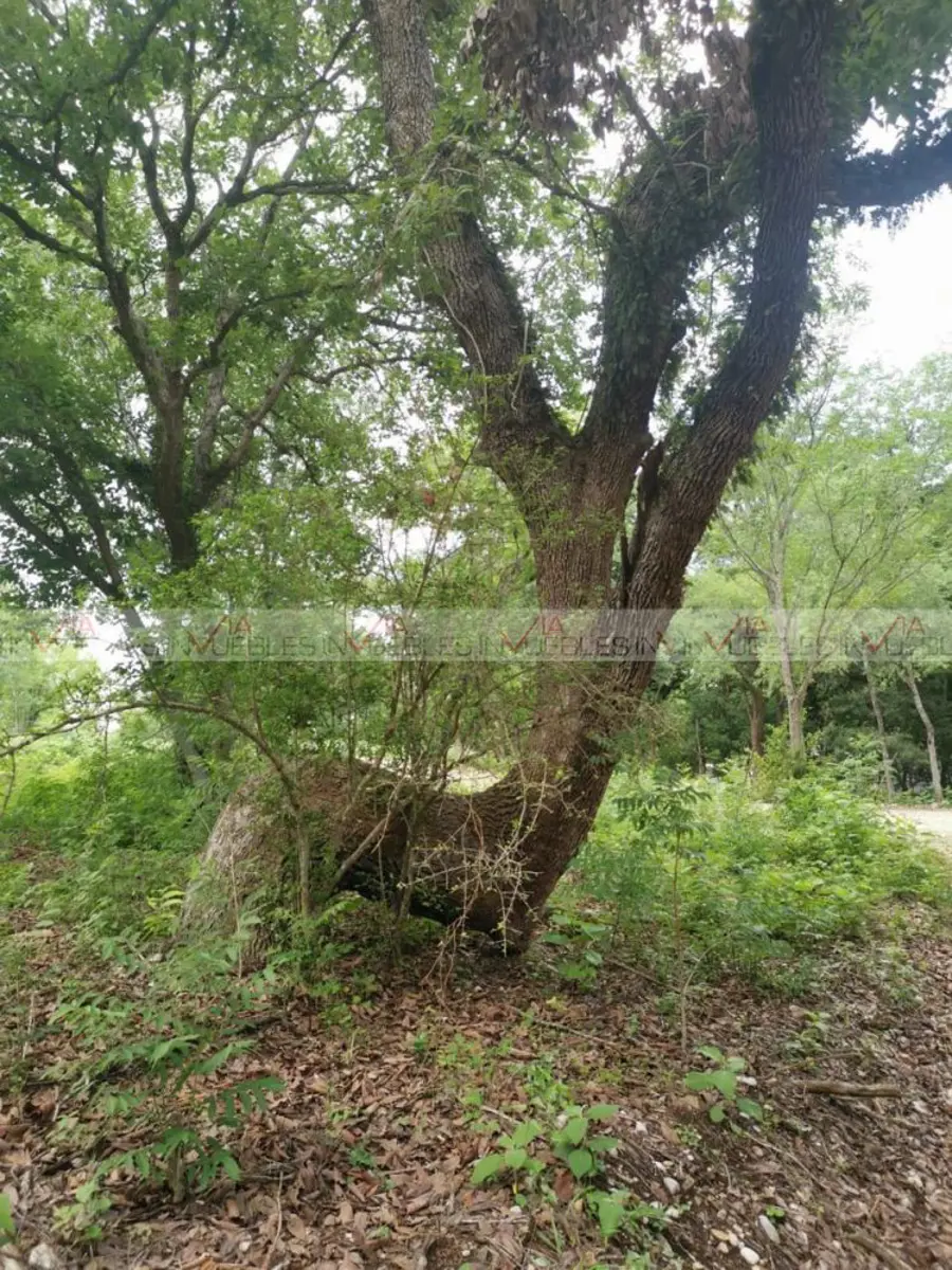 Terreno en venta en El Pastor, Montemorelos — foto 1 de 10