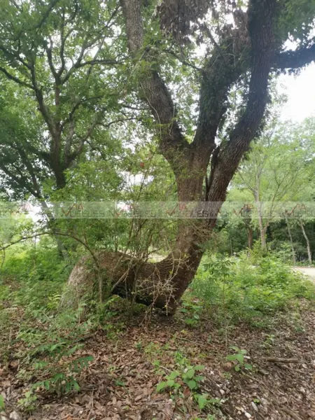 Milencinos Milencinos