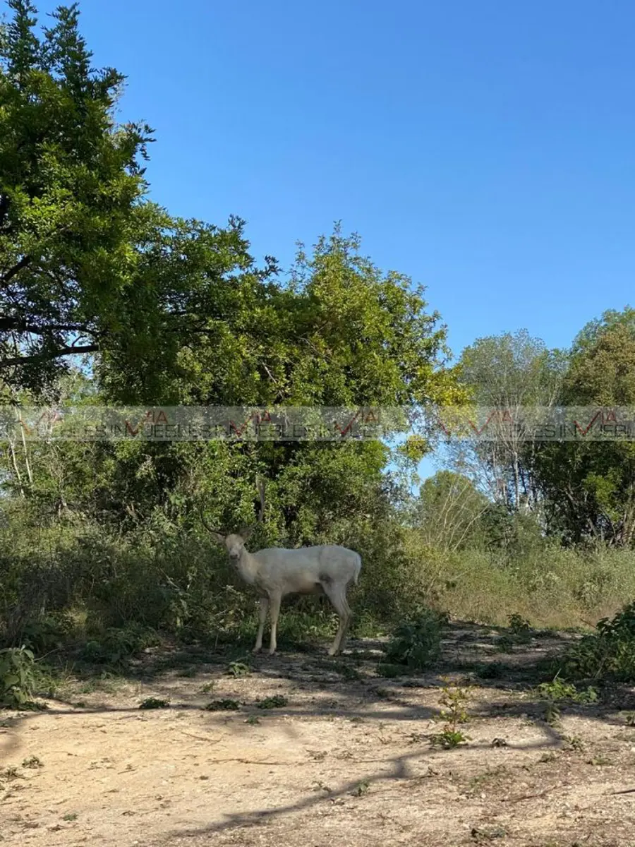 Terreno en venta en El Pastor, Montemorelos — foto 1 de 8