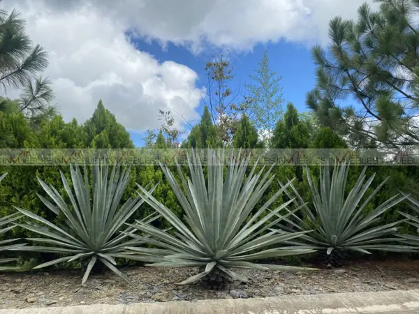Terreno en venta en Valles de Santiago, Santiago — foto 2 de 13